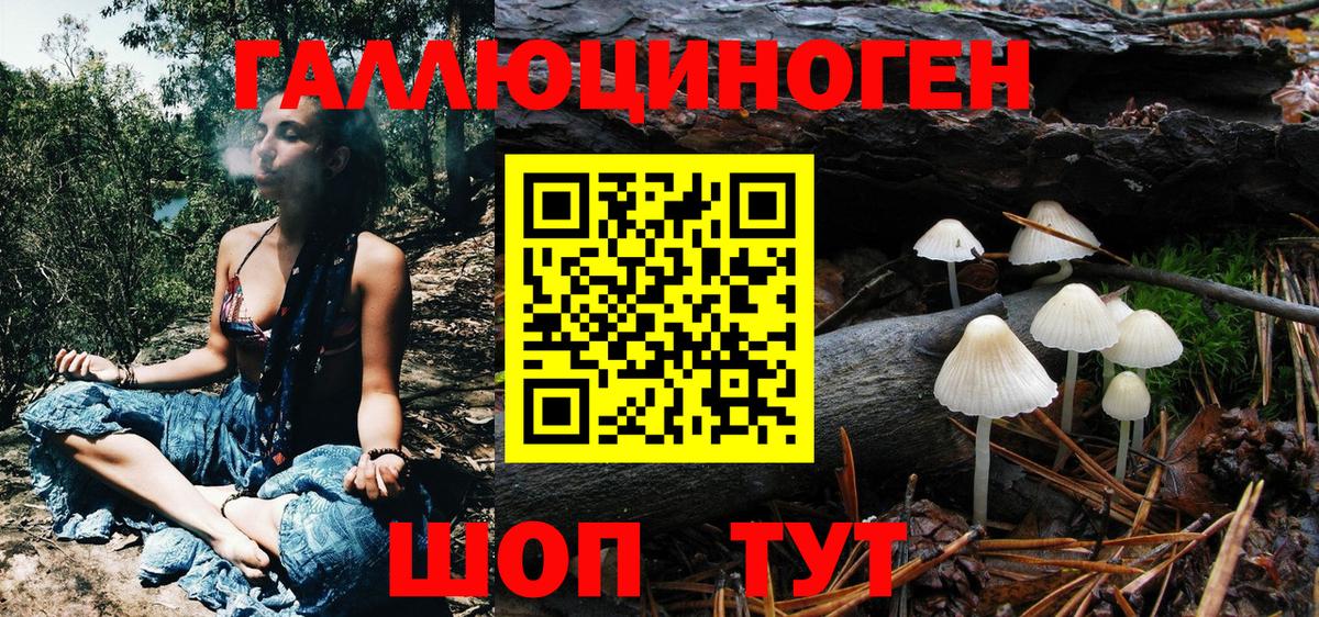 Псилоцибиновые грибы Psilocybe Усть-Джегута
